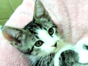 Gato raça SRD idade 2 a 6 meses nome Chuvisco