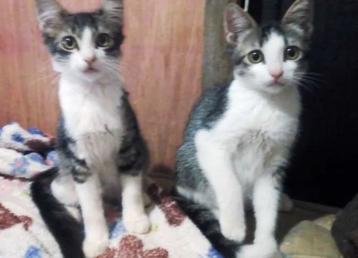 Gato ra a  idade 2 a 6 meses nome Bebês tigrados