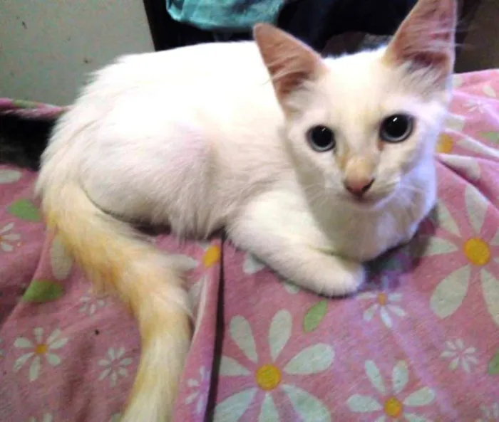 Gato ra a  idade 2 a 6 meses nome Bebê clarinho