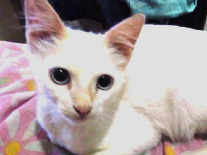 Gato ra a  idade 2 a 6 meses nome Bebê clarinho