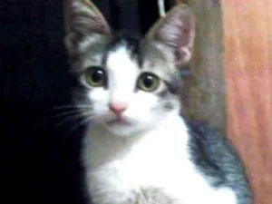 Gato raça  idade 2 a 6 meses nome Bebês tigrados