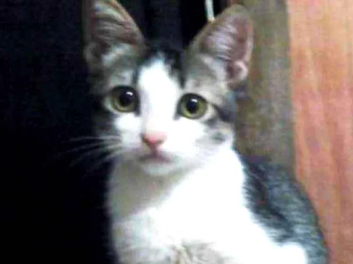 Gato ra a  idade 2 a 6 meses nome Bebês tigrados