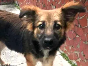 Cachorro raça Não definida idade 7 a 11 meses nome Menina