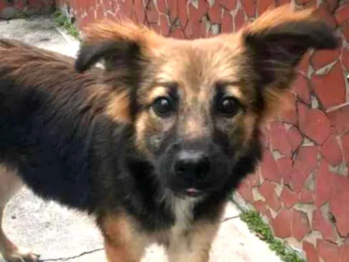 Cachorro ra a Não definida idade 7 a 11 meses nome Menina
