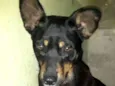 Negão