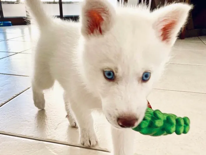 Cachorro ra a Husky Siberiano idade 2 a 6 meses nome Sif