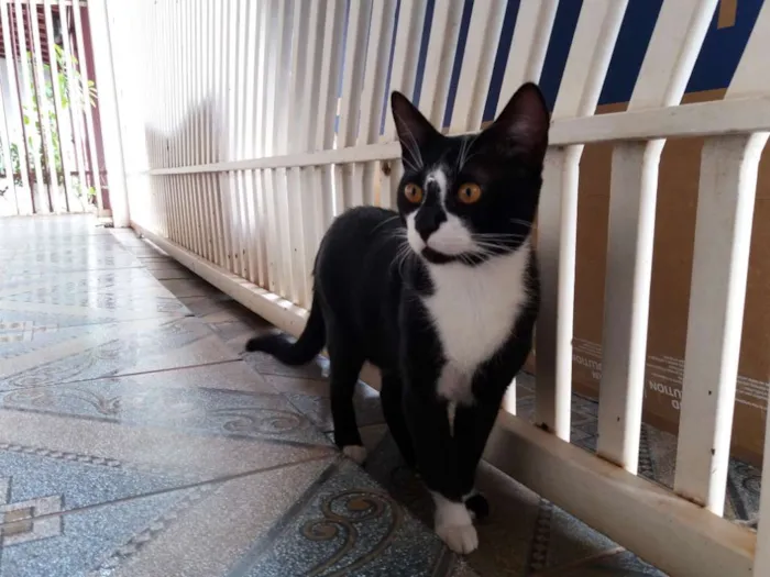 Gato ra a  idade 7 a 11 meses nome Adam