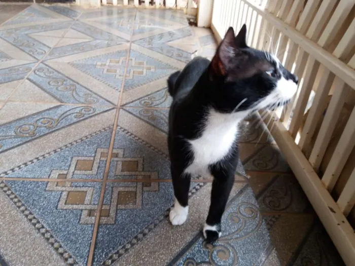 Gato ra a  idade 7 a 11 meses nome Adam