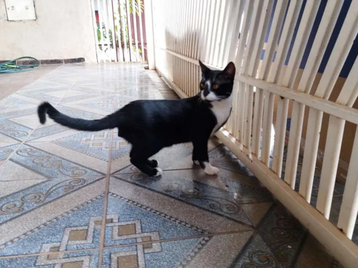 Gato ra a  idade 7 a 11 meses nome Adam
