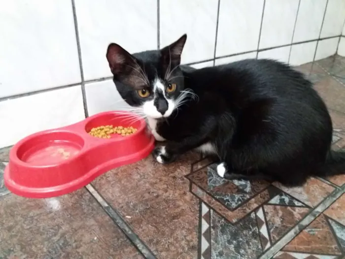 Gato ra a  idade 7 a 11 meses nome Adam