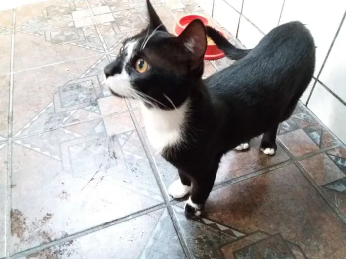 Gato ra a  idade 7 a 11 meses nome Adam