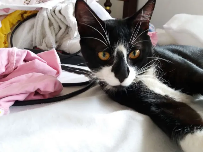 Gato ra a  idade 7 a 11 meses nome Adam