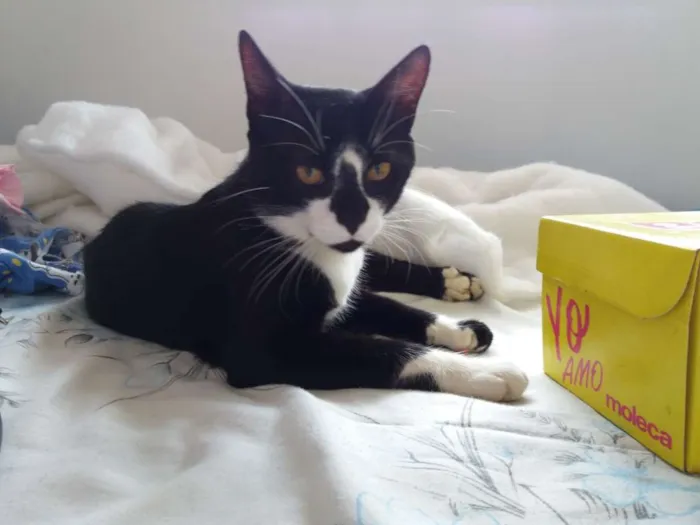 Gato ra a  idade 7 a 11 meses nome Adam
