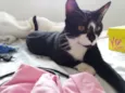 Adam