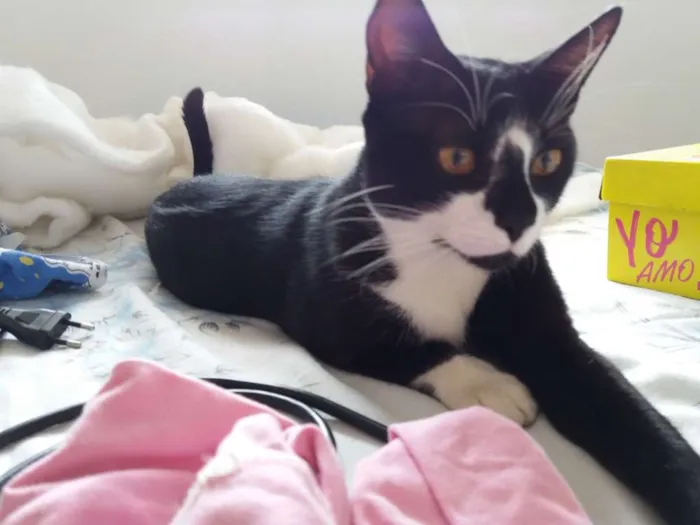 Gato ra a  idade 7 a 11 meses nome Adam