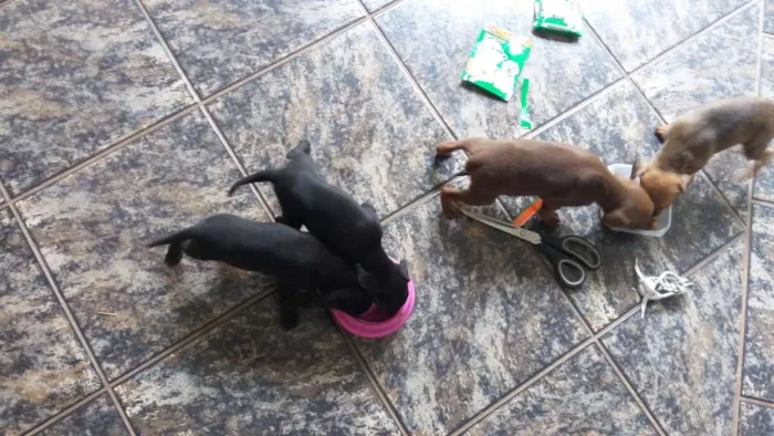 Cachorro ra a Indefinida idade Abaixo de 2 meses nome 01