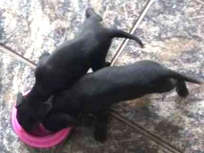 Cachorro ra a Indefinida idade Abaixo de 2 meses nome 01