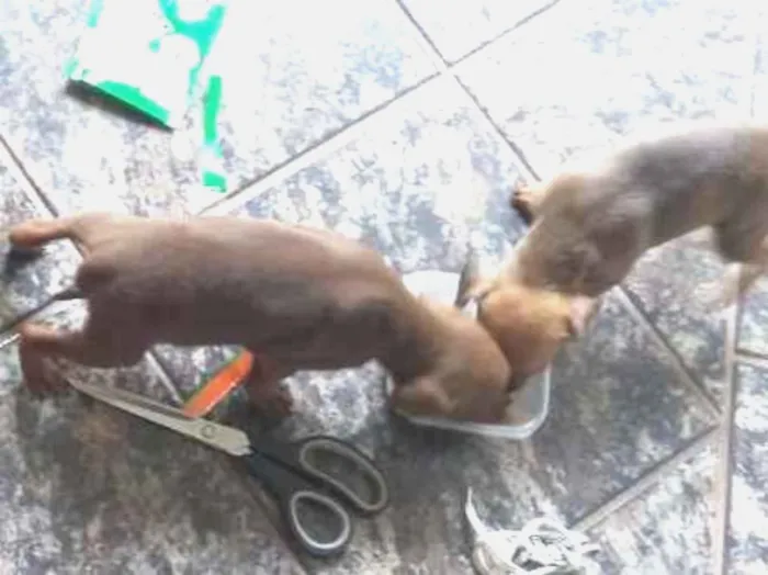 Cachorro ra a Indefinida idade Abaixo de 2 meses nome 01
