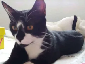 Gato raça  idade 7 a 11 meses nome Adam