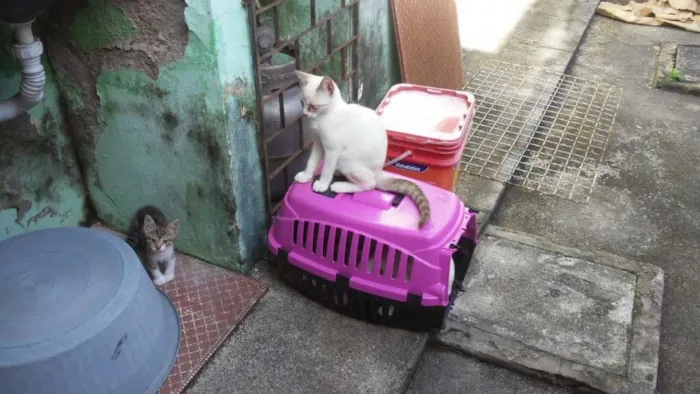 Gato ra a SRD idade 2 a 6 meses nome Peludinhos