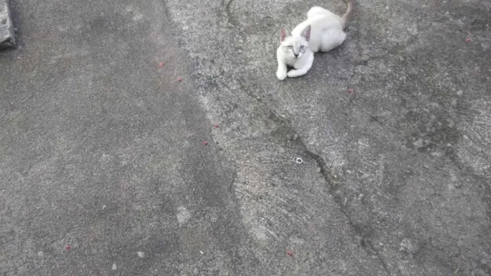 Gato ra a SRD idade 2 a 6 meses nome Peludinhos