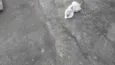 Peludinhos