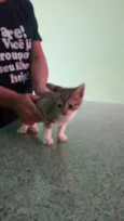 Peludinhos
