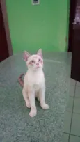 Peludinhos