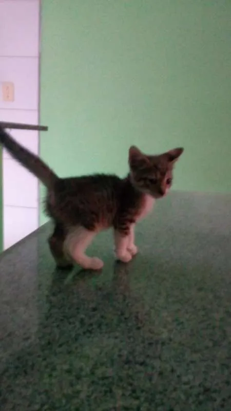 Gato ra a SRD idade 2 a 6 meses nome Peludinhos