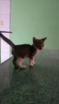 Peludinhos