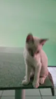 Peludinhos