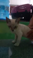 Peludinhos