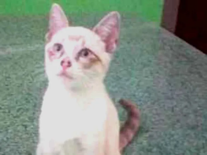 Gato ra a SRD idade 2 a 6 meses nome Peludinhos