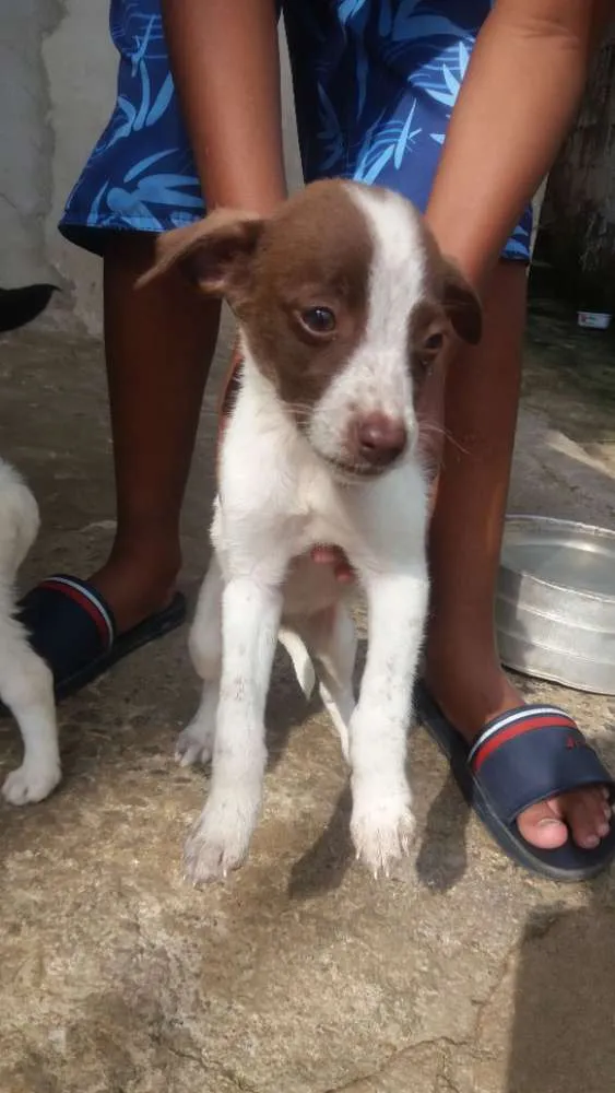 Cachorro raça Ri idade 2 a 6 meses nome Sem nomes