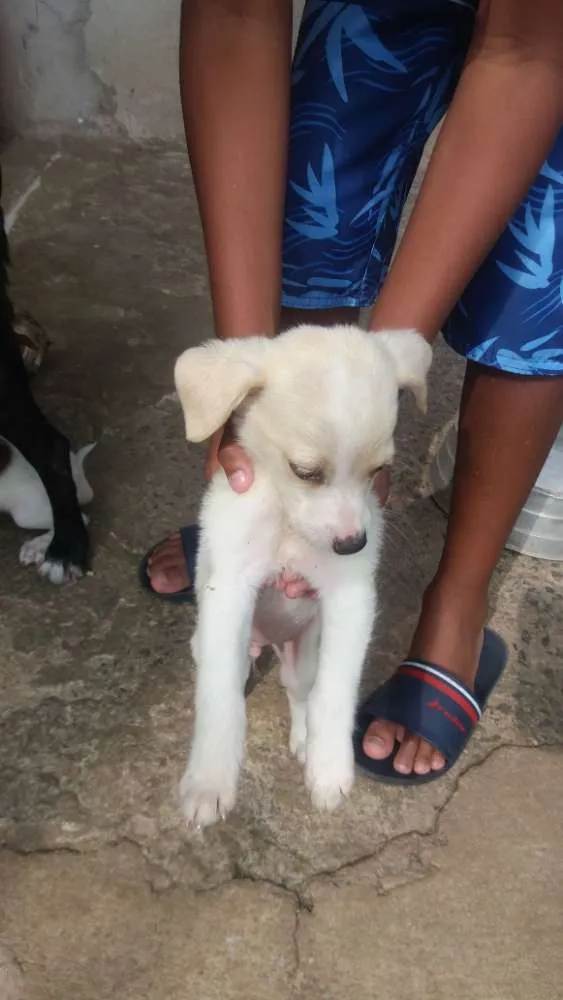 Cachorro raça Ri idade 2 a 6 meses nome Sem nomes