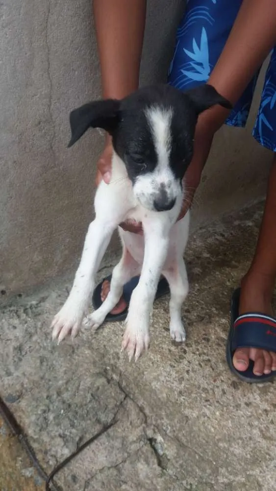 Cachorro raça Ri idade 2 a 6 meses nome Sem nomes