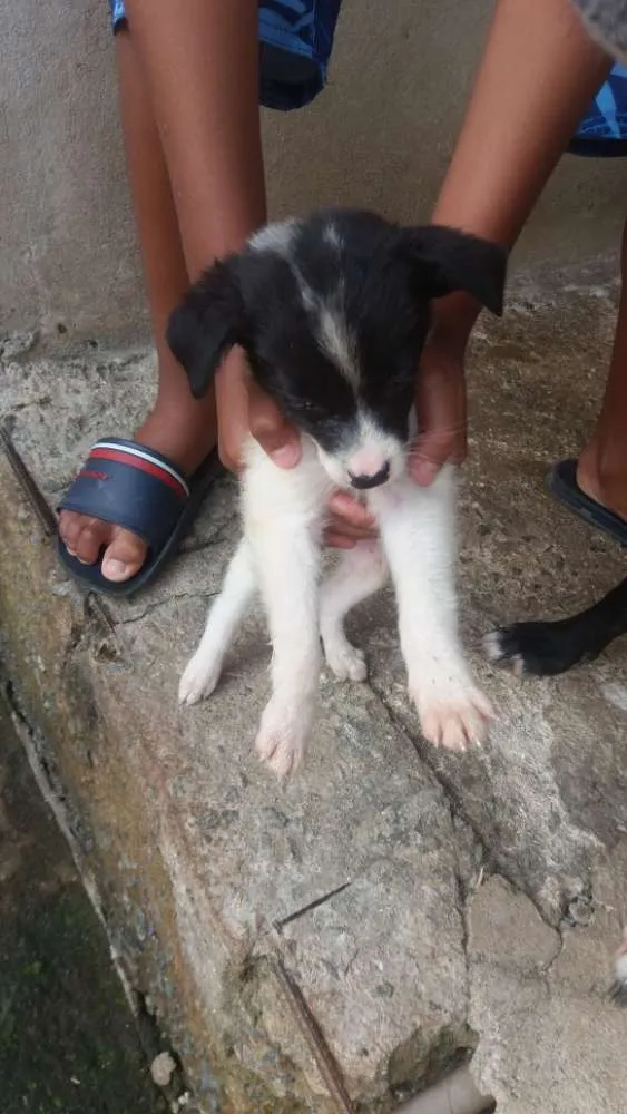 Cachorro raça Ri idade 2 a 6 meses nome Sem nomes