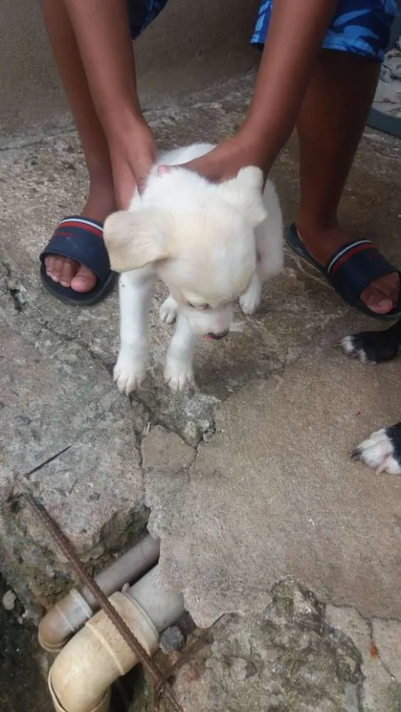 Cachorro raça Ri idade 2 a 6 meses nome Sem nomes