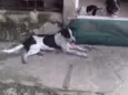 Balinha e Bocão