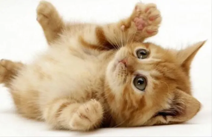 Gato ra a SRD idade 2 a 6 meses nome Pingo 