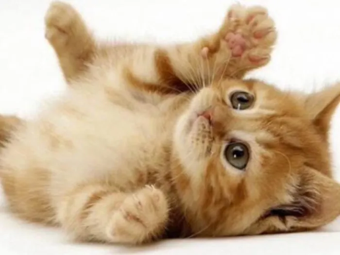 Gato ra a SRD idade 2 a 6 meses nome Pingo 