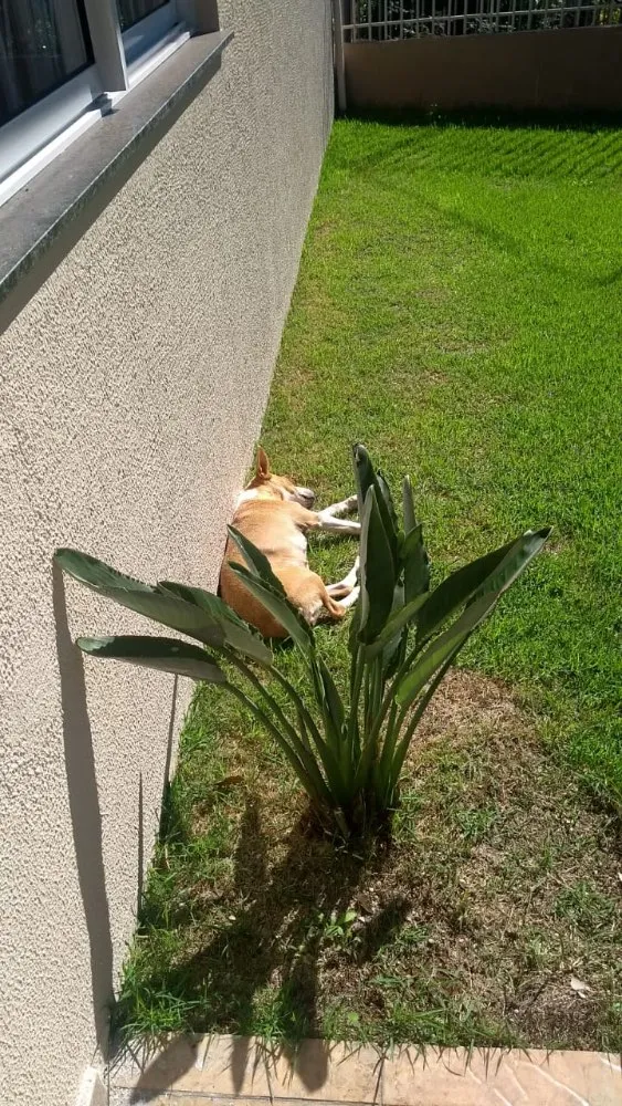 Cachorro ra a vir lata  idade 7 a 11 meses nome não tem nome 