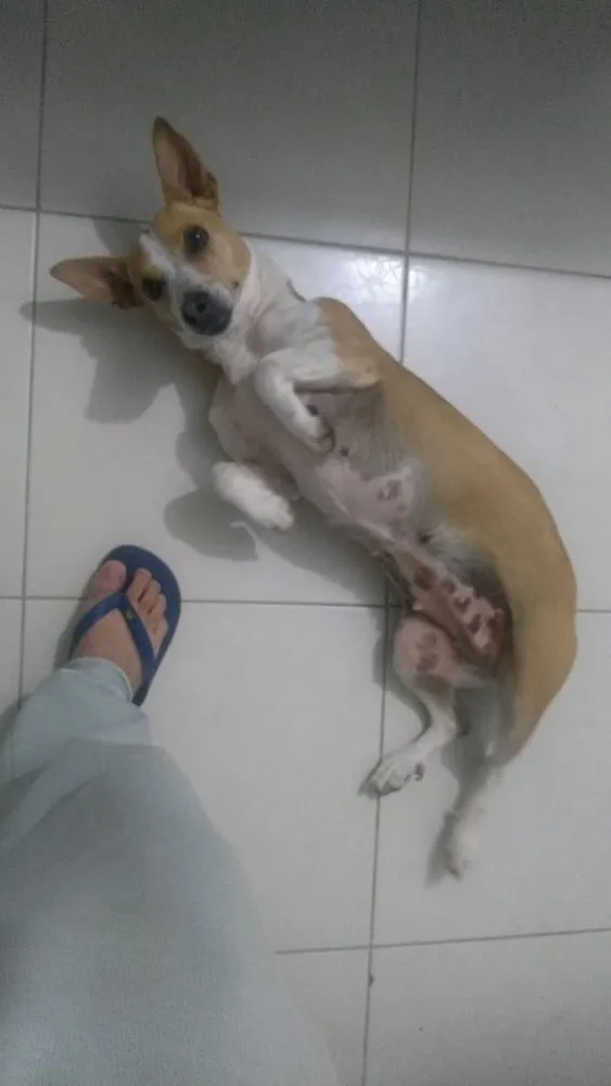 Cachorro ra a vir lata  idade 7 a 11 meses nome não tem nome 