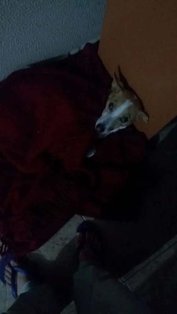 Cachorro ra a vir lata  idade 7 a 11 meses nome não tem nome 