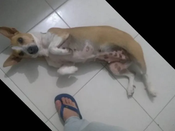 Cachorro ra a vir lata  idade 7 a 11 meses nome não tem nome 