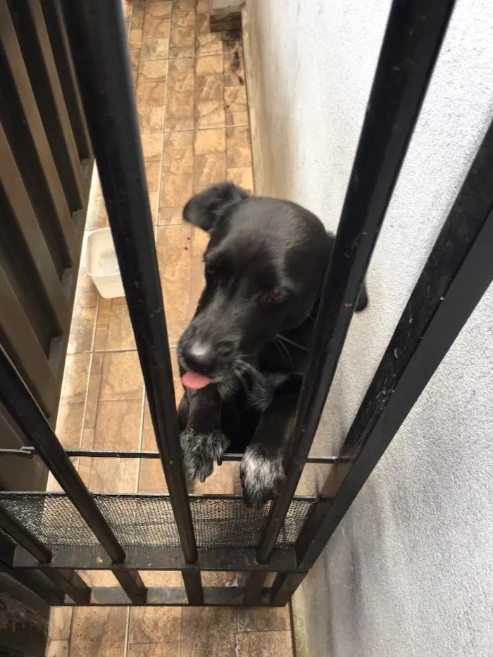 Cachorro ra a vira lata idade 5 anos nome Jade