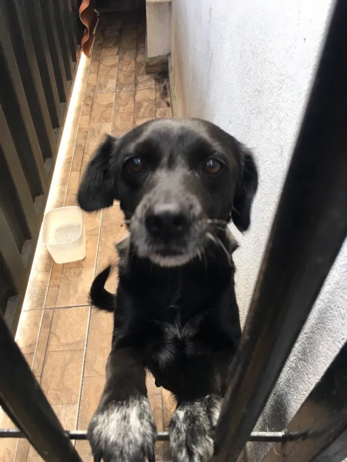 Cachorro ra a vira lata idade 5 anos nome Jade