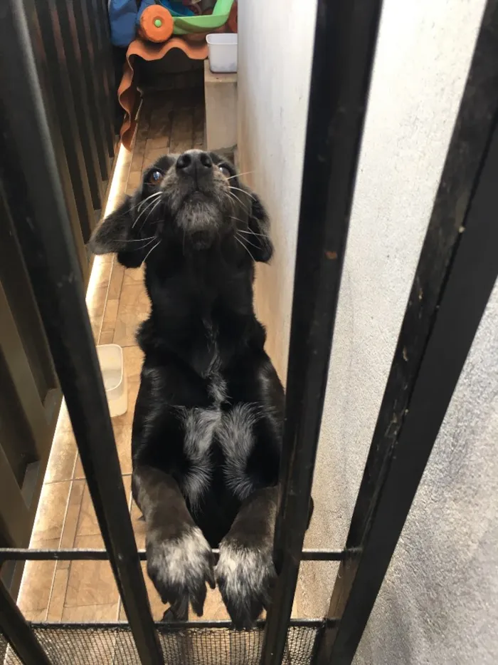 Cachorro ra a vira lata idade 5 anos nome Jade