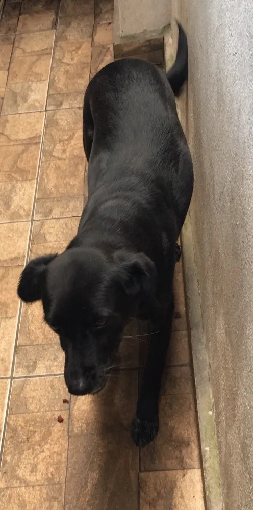 Cachorro ra a vira lata idade 5 anos nome Jade