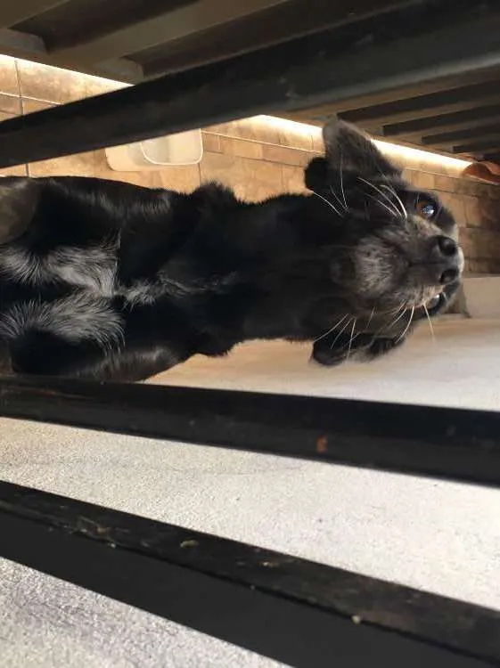 Cachorro ra a vira lata idade 5 anos nome Jade